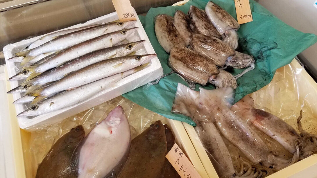 あきる野の新日本海水産・イカ、カマス・アサバカレイ